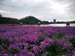 -顺峰山公园