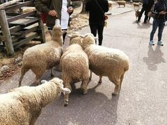 -神户市立六甲山牧场