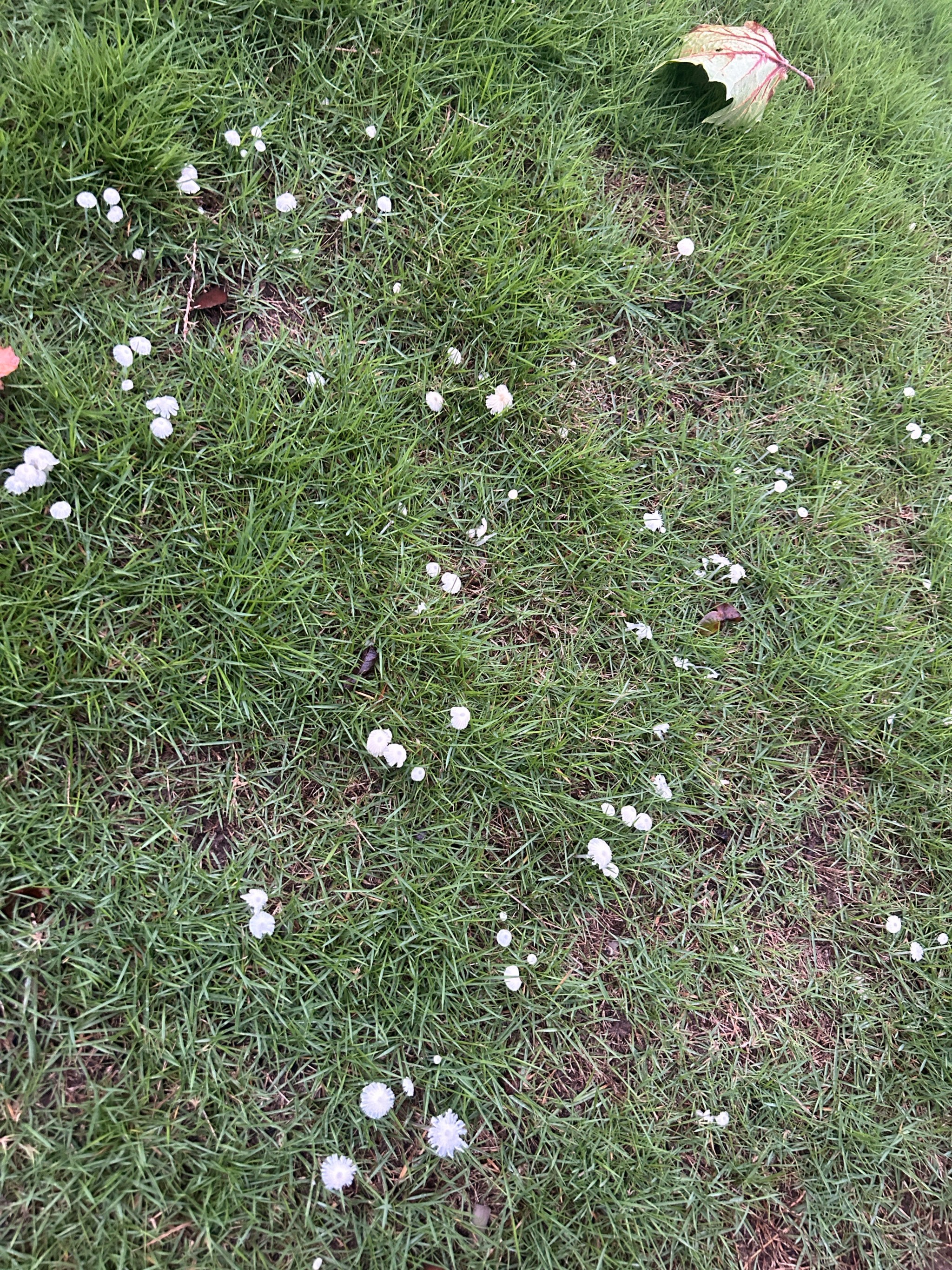 雨后草坪上冒出的菇图片