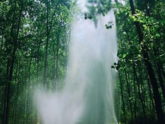 -合肥滨湖国家森林公园