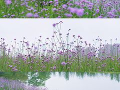 -洋湖国家湿地公园