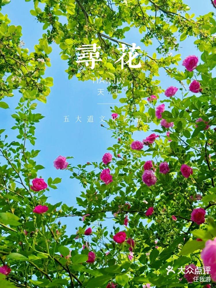 天津踏青赏花好去处图片