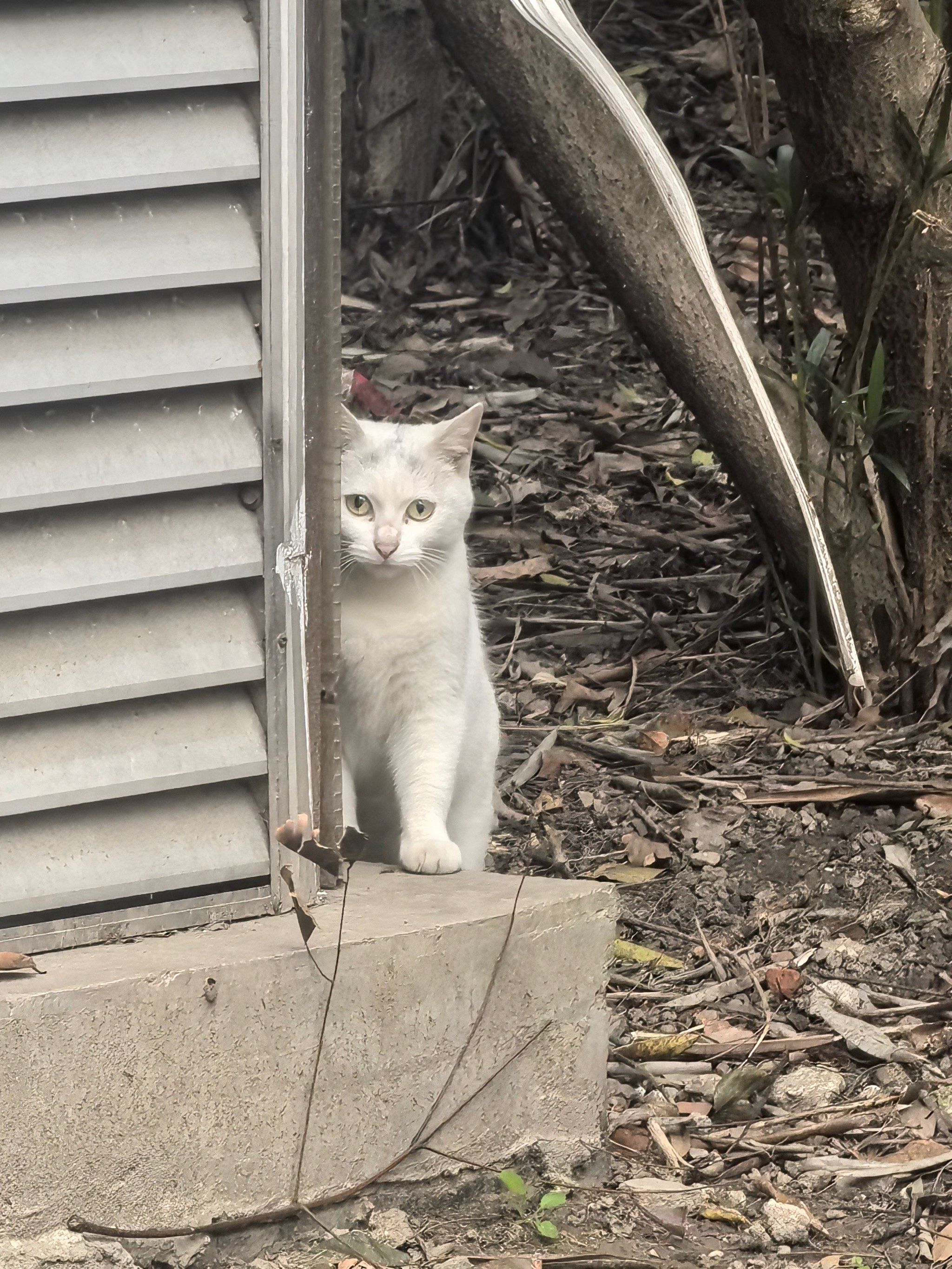 小白猫们躲在远处在偷看呢
