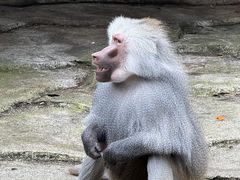 -贵州森林野生动物园