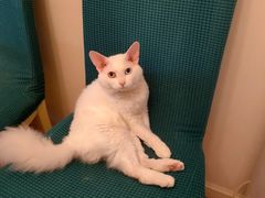 -爱侣宠医·鹦鹉专科·小型哺乳类·异宠专科(灵石路店)