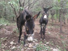 -阳台山自然风景区