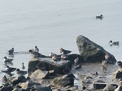 -深圳湾公园(南山区)