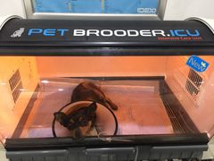 伟伟宠物医院-伟伟宠物医院·CT影像中心·瑞派犬猫综合性门诊(汉口总院)
