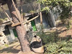 -安吉竹博园
