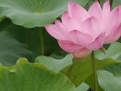 -荷塘月色湿地公园·向阳花洲