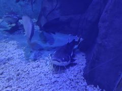 -上海长江河口科技馆