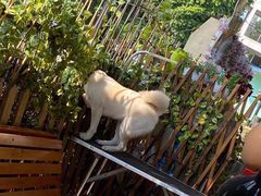 -柴犬高等学院·狗咖·柴犬售卖·宠物训练