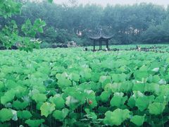 -合肥滨湖国家森林公园