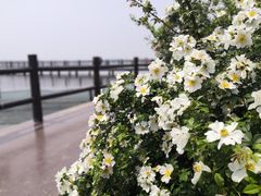 -鹅湖玫瑰文化园