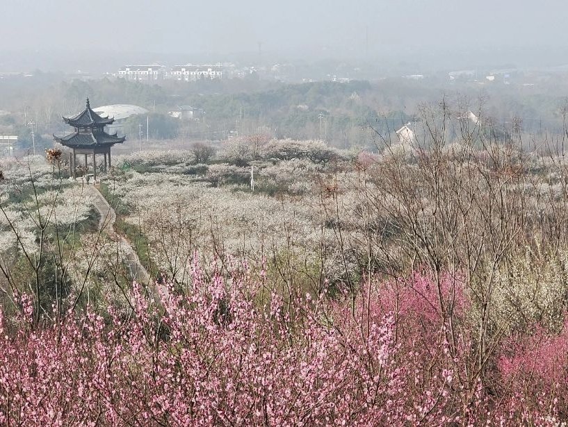 傅家边梅花山简介图片