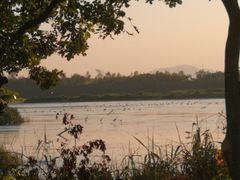 -大湾区中央湿地公园