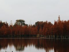 -白鹭湾湿地公园