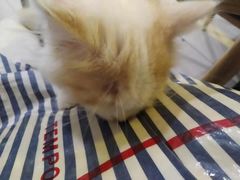 -平行世界·猫咖(首经贸店)