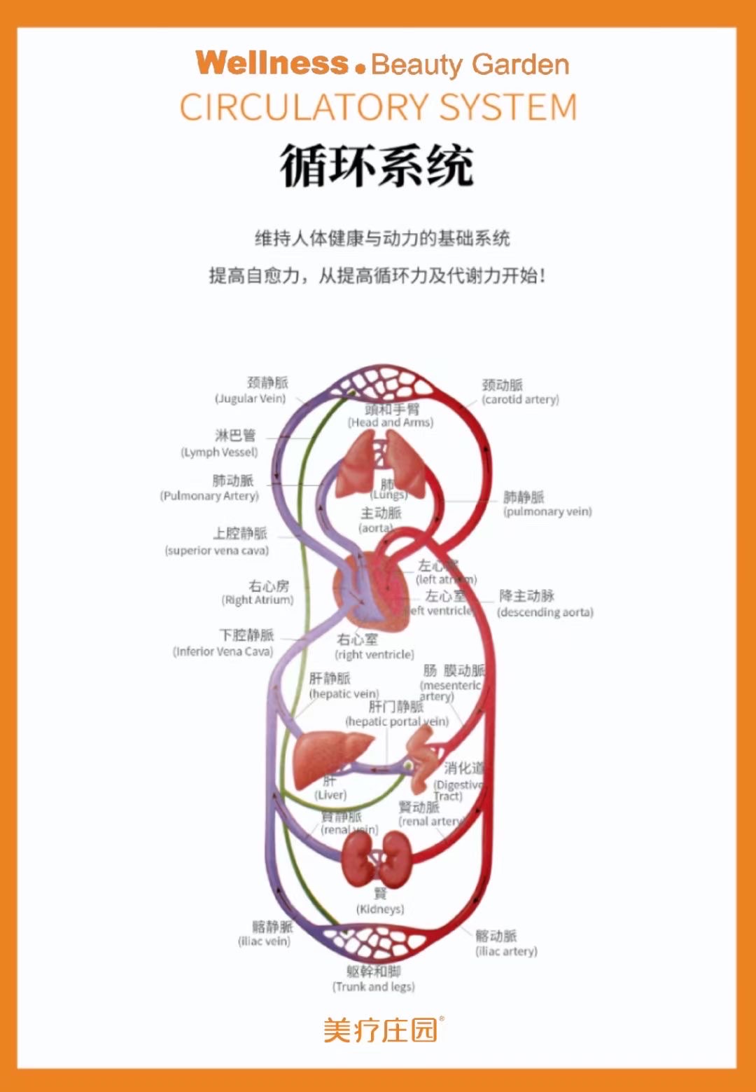 血液循环系统 \\n血液循环系统是由心脏