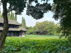 -桂湖森林公园