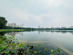 -莲花池公园