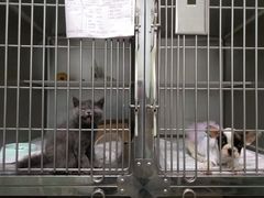 -纳吉亚猫专科动物诊疗中心(蒋宅口分院)
