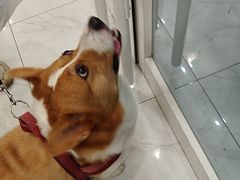 -艾吉宠物医院·疑难杂症转诊中心·猫友好(碧江路院)