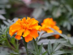 -文华公园(禅城区)