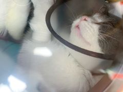 -伟伟宠物医院·瑞派猫友好医院·猫科(光谷店)