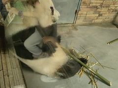 -东莞香市动物园