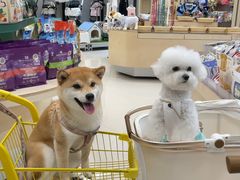 -帕帕拉兹宠物(亚洲旗舰店)