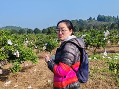 -五凤山森林公园