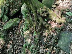 -庐山风景名胜区-黄龙潭