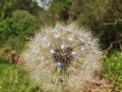 -遵化市禅林寺古银杏风景园