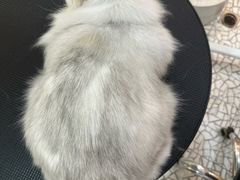 -momokira米努特·德文卷毛猫·棉花面纱犬