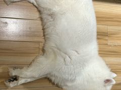 -听TA说宠咖·宠物生活馆(天韵水岸店)