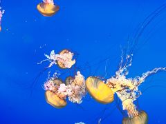 -太平洋海底世界