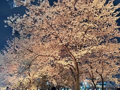 -西北湖绿化广场