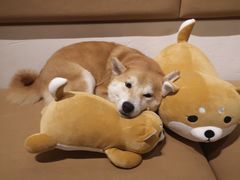 -柴务处·柴犬主题狗咖