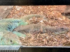 -酷以爬仙阁实体爬宠店·守宫·蜥蜴·专业繁育