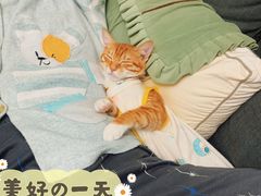 -瑞派动物医院·绝育·犬猫全科·预防医学(光景江南中店)