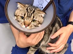 -喜多萌中农锦绣动物医院24H·猫科·牙科MRI·CT