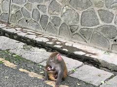 -黔灵山公园