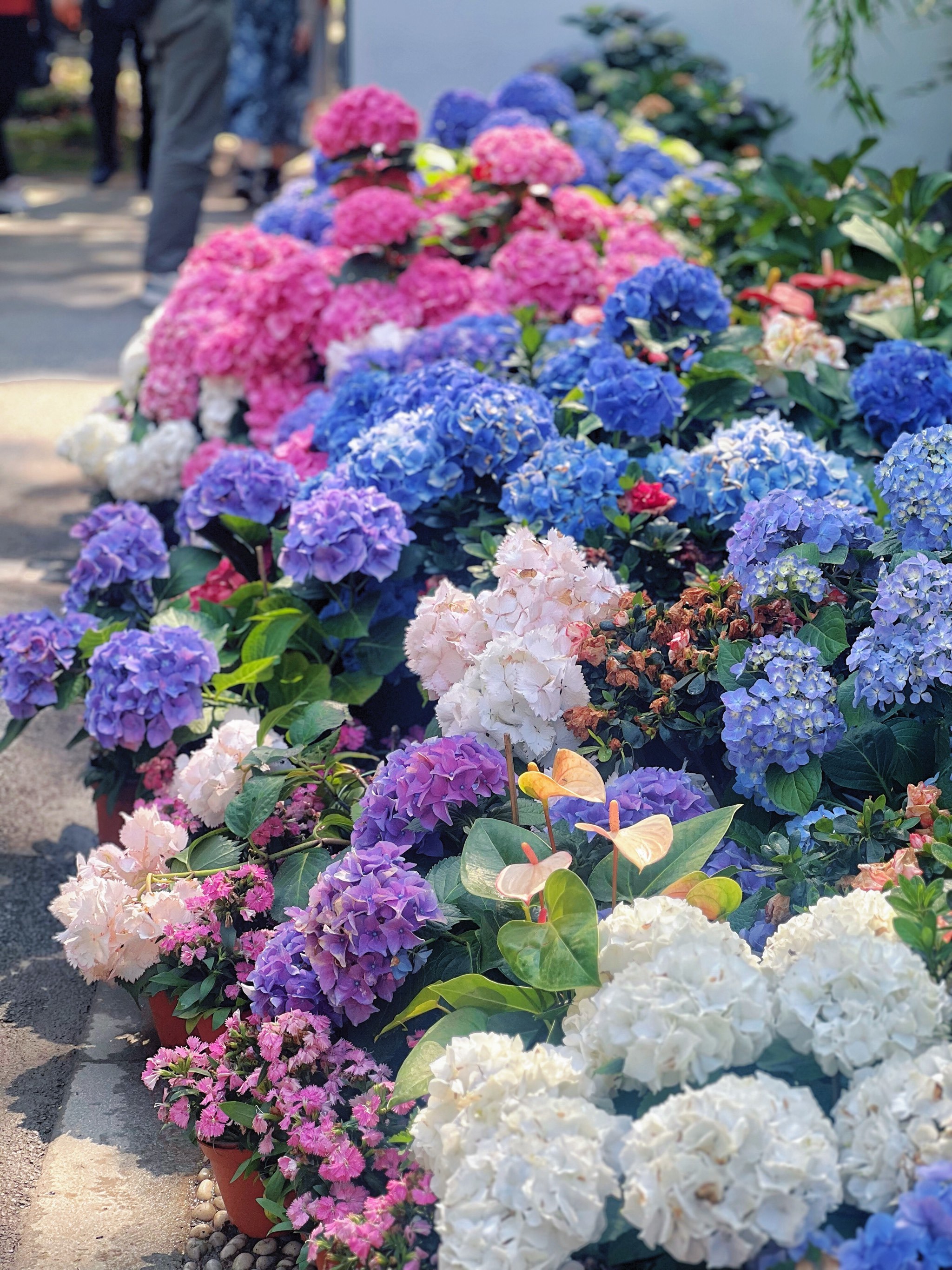选哪张发朋友圈啊?南京绣球花美到纠结症犯了!