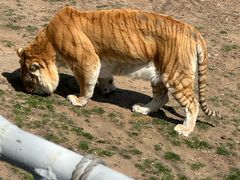 -西霞口神雕山野生动物世界