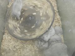 -花鸟鱼虫鲜花绿植市场(玉泉路店)