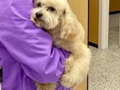 -瑞派康怡24h宠物医院·犬猫医疗中心·微创绝育(瑞景分院)