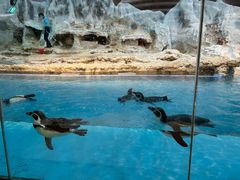 -帝企鹅自助餐厅•儿童岛•真企鹅(长隆企鹅酒店)