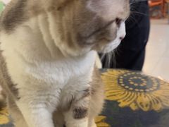 -平行世界·猫咖(首经贸店)