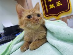 -瑞鹏宠物医院·内科·中兽医·骨科(苗圃店)